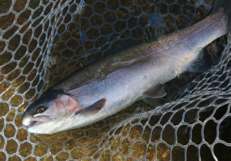 サクラマスは不発気味だったけど楽しめたフィッシングパーク高島の泉